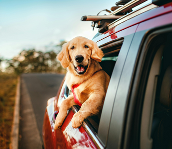 Tips for Traveling with Large Breed Dogs