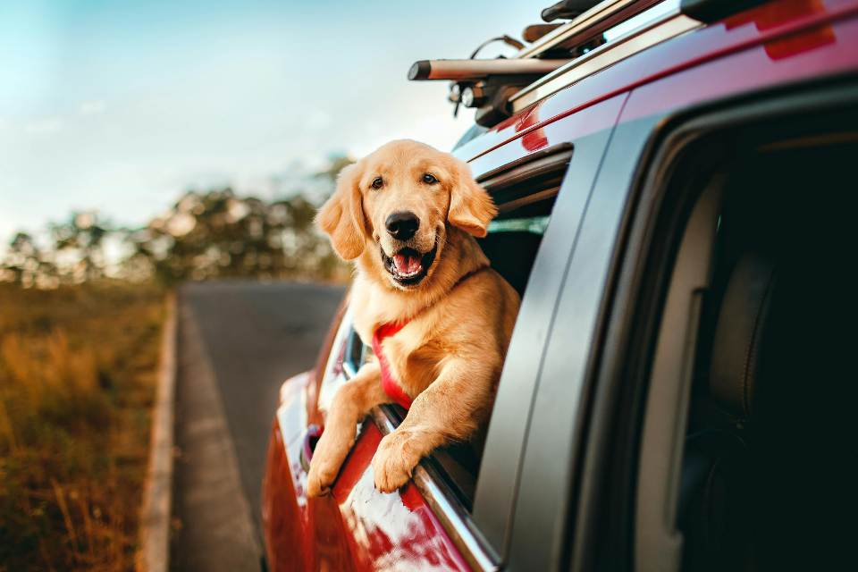 Tips for Traveling with Large Breed Dogs