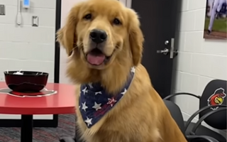 Bruce the Bat Dog Makes His Major League Debut