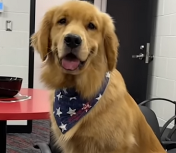 Bruce the Bat Dog Makes His Major League Debut