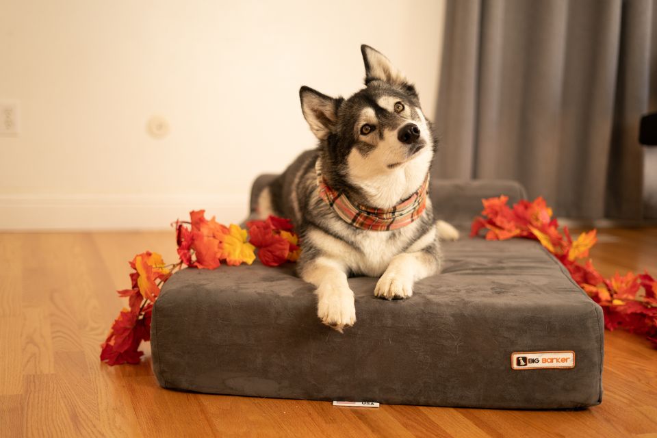 a dog laying on a barker bed in a living room with fall leaves surrounding the dog