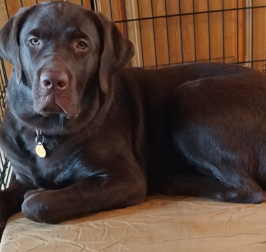 Harley Mojo, a chocolate lab, laying on a barker bed crate bed in a crate