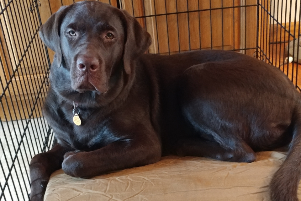 Harley Mojo, a chocolate lab, laying on a barker bed crate bed in a crate
