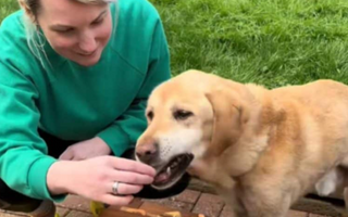 a person feeding their dog, zeus, a treat for his birthday