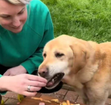 a person feeding their dog, zeus, a treat for his birthday