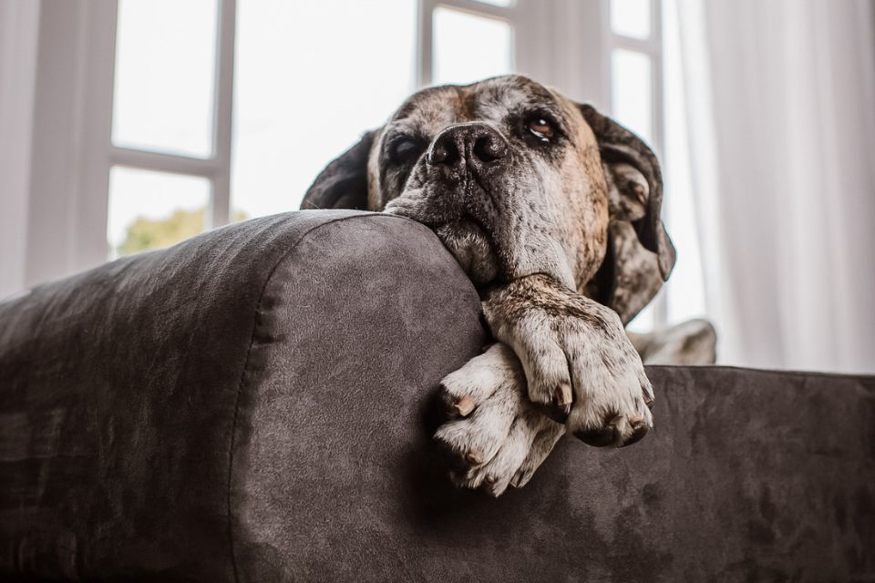 Addressing Arthritis Pain in Dogs: A Multimodal Approach