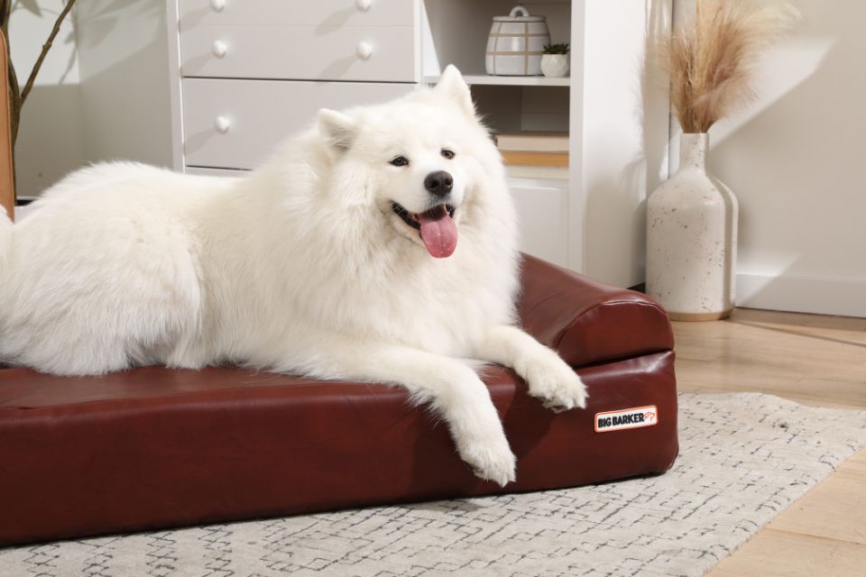 Making Life Easier for Arthritic Dogs