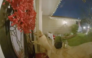 Woman Upgrades Doorbell to Catch Neighbor’s Dog Visits
