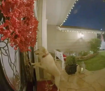 Woman Upgrades Doorbell to Catch Neighbor’s Dog Visits