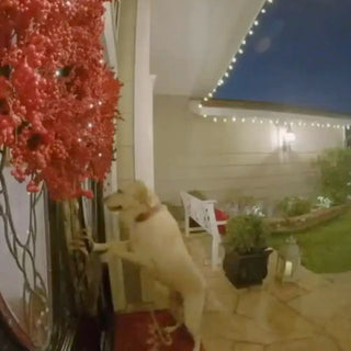 Woman Upgrades Doorbell to Catch Neighbor’s Dog Visits