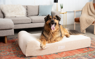 a dog sitting on a barker bed in a living room