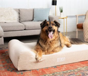 a dog sitting on a barker bed in a living room