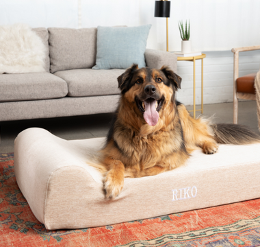 a dog sitting on a barker bed in a living room