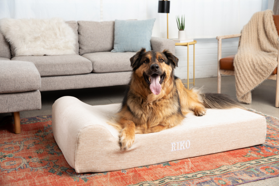 a dog sitting on a barker bed in a living room