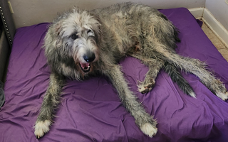 a dog laying on a barker bed with a purple blanket on it