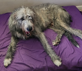 a dog laying on a barker bed with a purple blanket on it