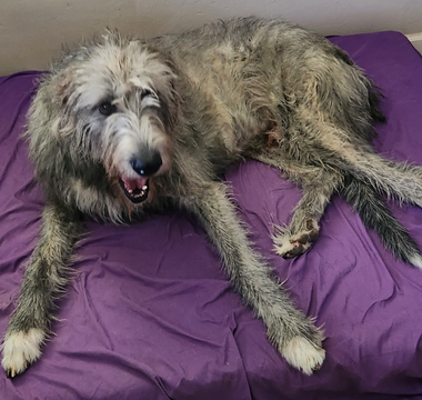 a dog laying on a barker bed with a purple blanket on it