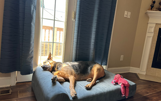 a dog lying on a barker headrest bed in a living room under a window