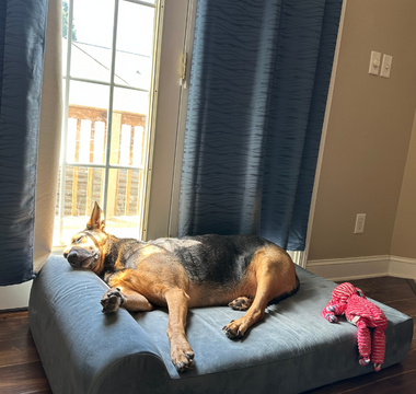 a dog lying on a barker headrest bed in a living room under a window