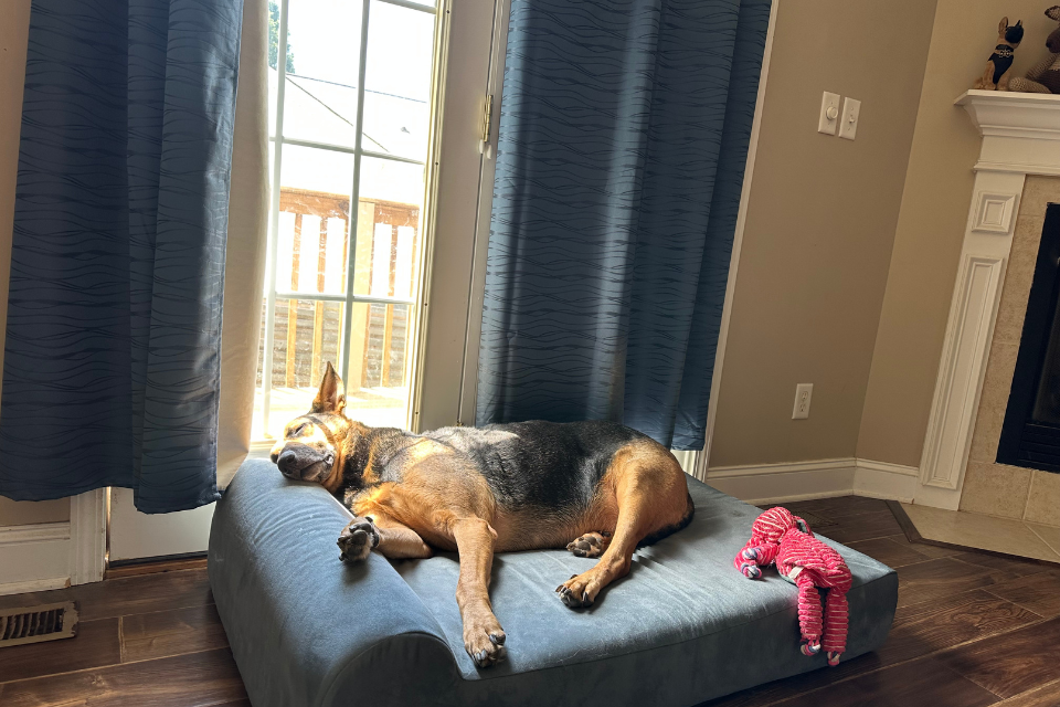 a dog lying on a barker headrest bed in a living room under a window