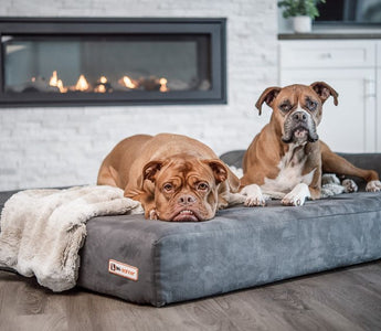 How Cooler Weather Impacts Dogs With Joint Issues