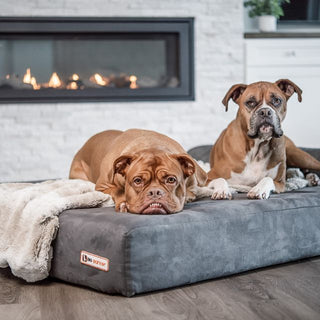 How Cooler Weather Impacts Dogs With Joint Issues