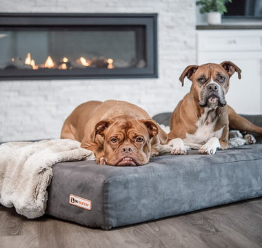 How Cooler Weather Impacts Dogs With Joint Issues