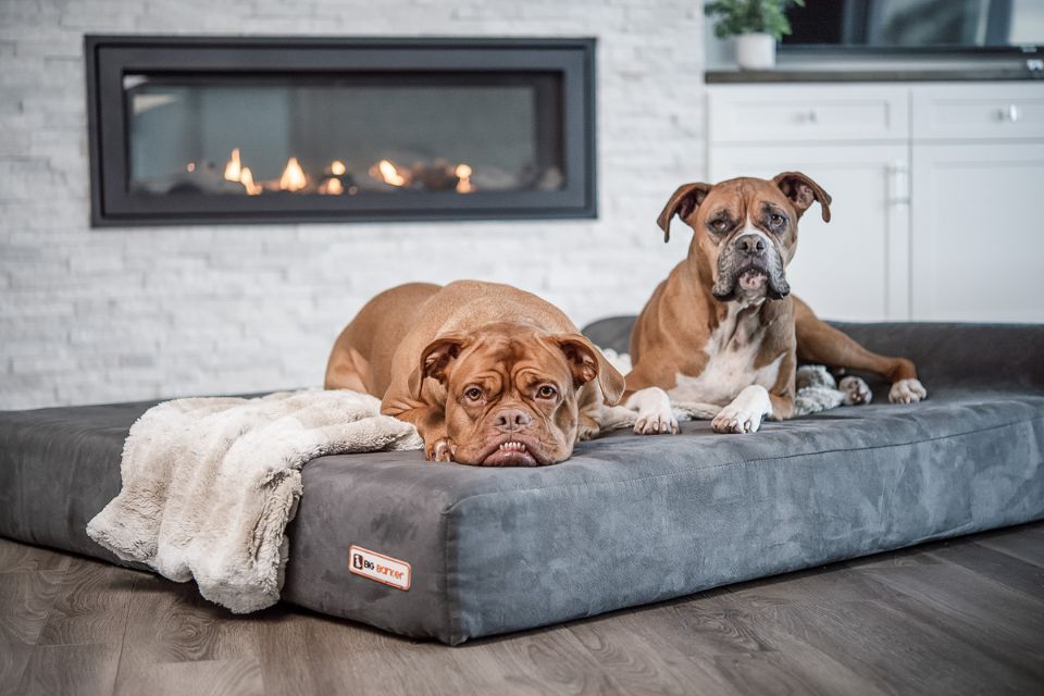 How Cooler Weather Impacts Dogs With Joint Issues