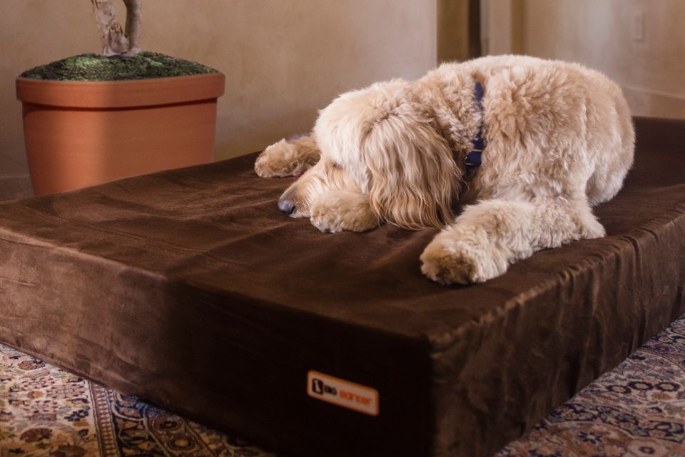 a dog sleping on a sleek chocolate barker bed