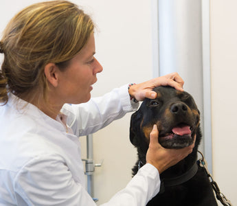 Ask The Vet: What Makes Big Dog Care Unique?