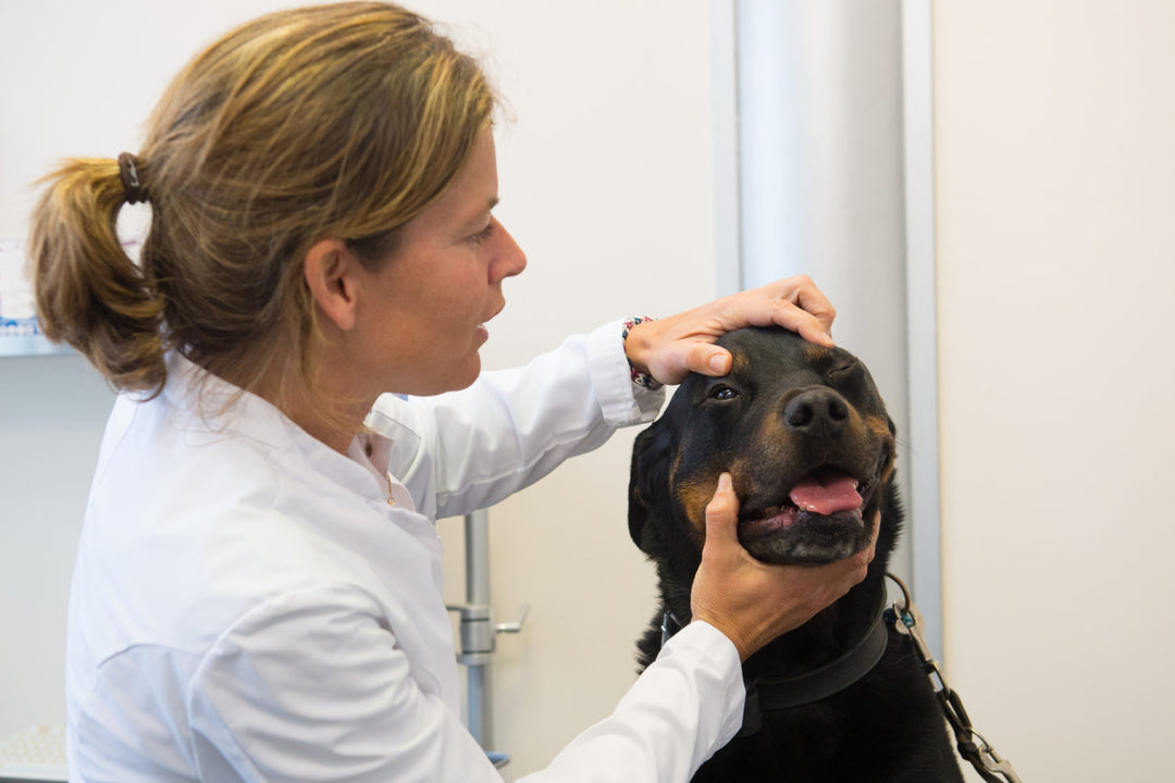 Ask The Vet: What Makes Big Dog Care Unique?