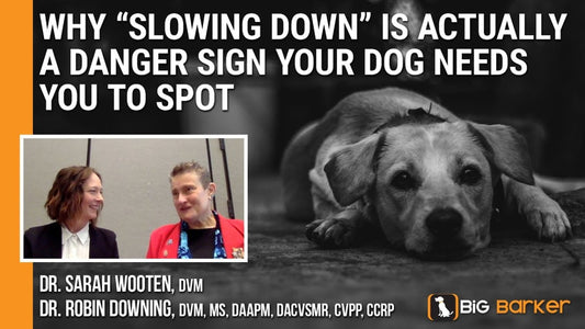 Why “Slowing Down” Is Actually A Danger Sign Your Dog Needs You To Spot