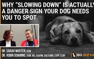 Why “Slowing Down” Is Actually A Danger Sign Your Dog Needs You To Spot