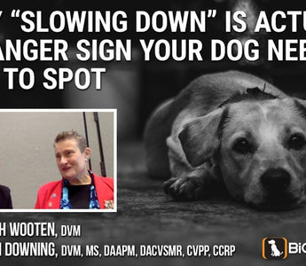 Why “Slowing Down” Is Actually A Danger Sign Your Dog Needs You To Spot