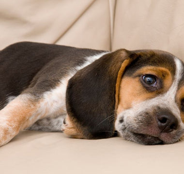 a bored dog