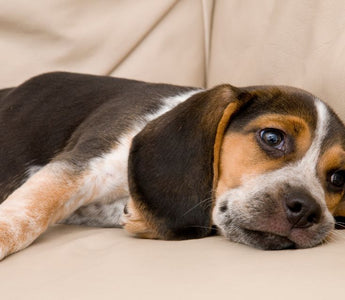 a bored dog