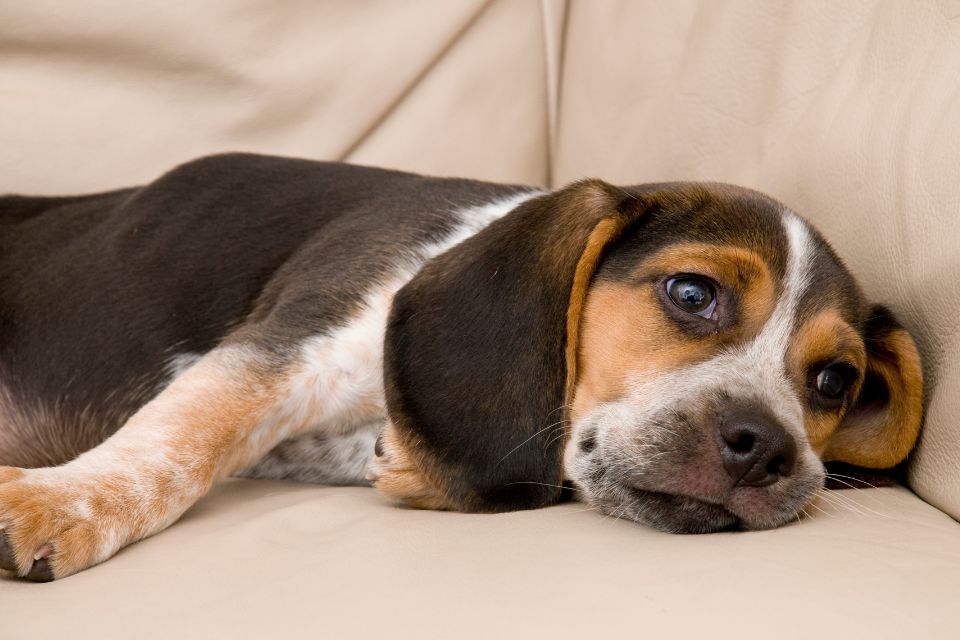 a bored dog