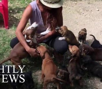 Woman Saves Dozens Of Abandoned Dogs In The Bahamas After Hurricane Dorian