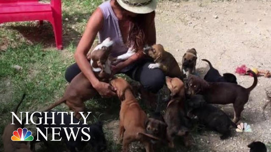 Woman Saves Dozens Of Abandoned Dogs In The Bahamas After Hurricane Dorian