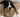Your Dog Prefers the Floor? Here's Why (and What to Do About It)