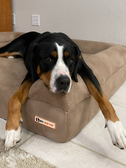 Your Dog Prefers the Floor? Here's Why (and What to Do About It)