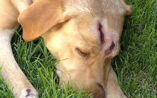 Hero Dog Saves Family from Mountain Lion