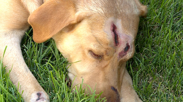 Hero Dog Saves Family from Mountain Lion