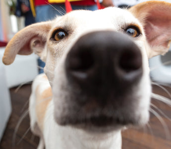 Ever Wonder How A Dog's Nose Works?