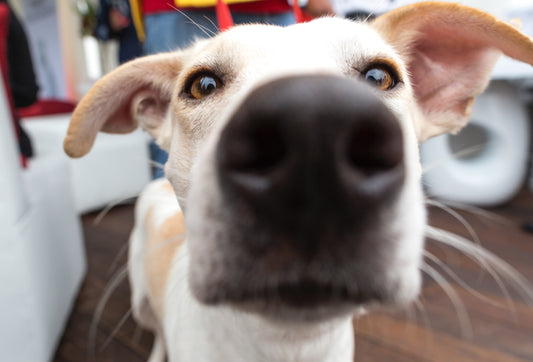 Ever Wonder How A Dog's Nose Works?