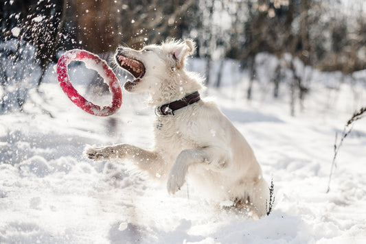 Protecting Your Dog's Paws: Winter Care Tips