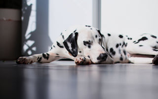 The Science of Sleep: Understanding Your Dog's Sleep Patterns