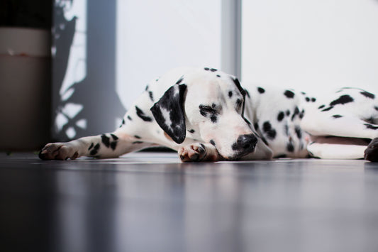 The Science of Sleep: Understanding Your Dog's Sleep Patterns