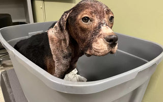 Puppy Gets a Second Chance Thanks to the Help of an Amazing Team