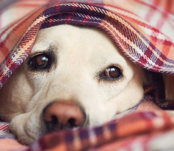 Signs Your Dog is Anxious (And How to Help Them Cope)